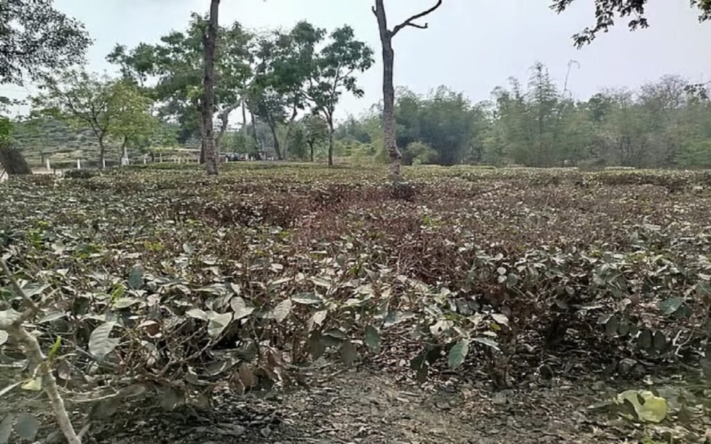 WhatsApp Image 2025-04-10 at 10.56.35 AM