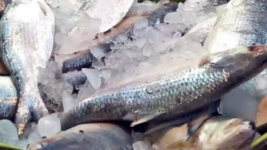 WhatsApp Image 2025-04-26 at 12.50.21 PM