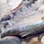 WhatsApp Image 2025-04-26 at 12.50.21 PM