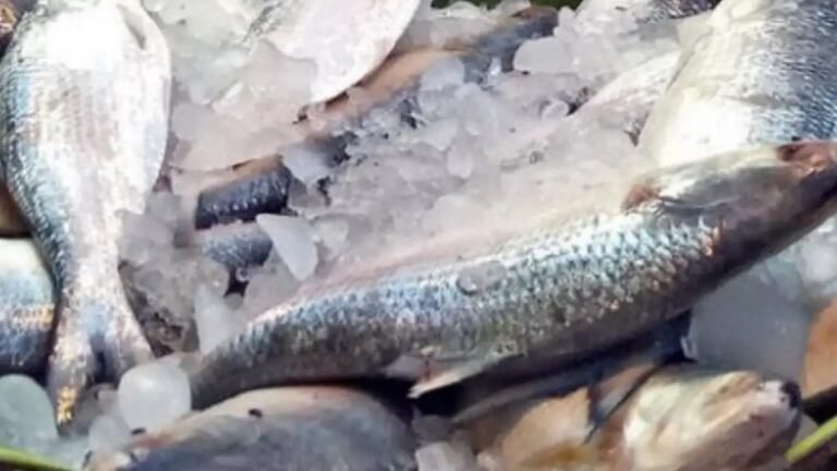 WhatsApp Image 2025-04-26 at 12.50.21 PM