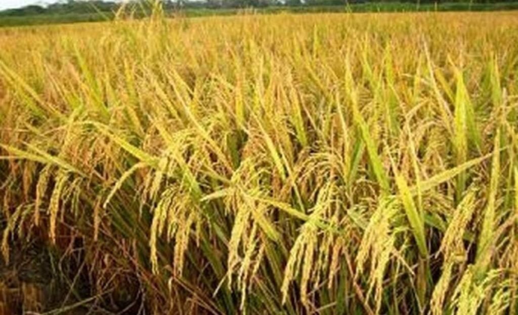 WhatsApp Image 2025-04-28 at 12.16.21 PM - Copy