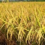 WhatsApp Image 2025-04-28 at 12.16.21 PM - Copy