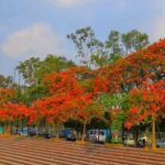 WhatsApp Image 2025-04-29 at 11.28.05 AM