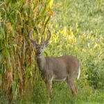 WhatsApp Image 2025-04-29 at 11.37.14 AM