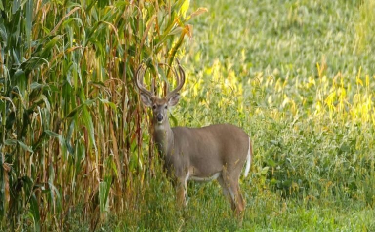 WhatsApp Image 2025-04-29 at 11.37.14 AM