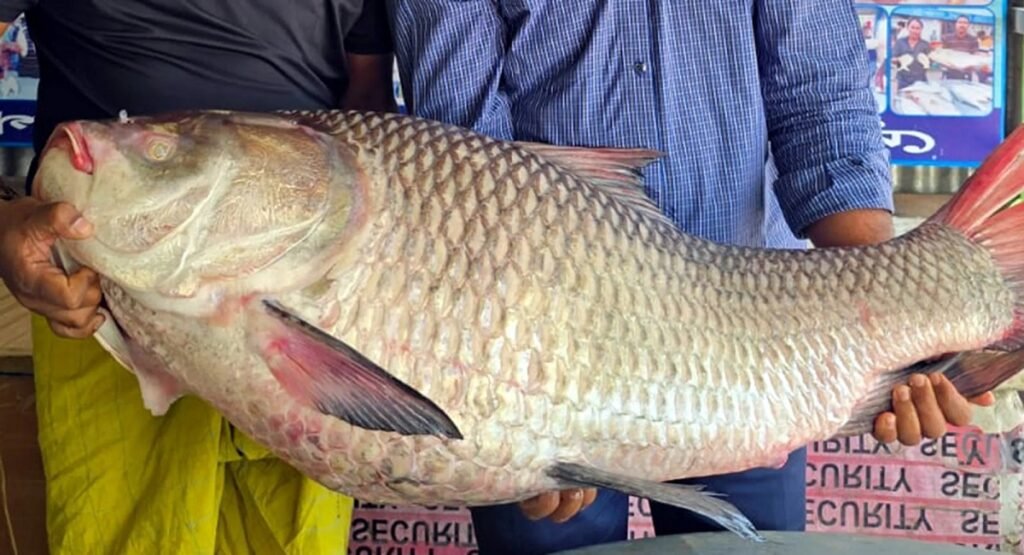 WhatsApp Image 2025-05-03 at 2.12.19 PM