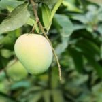 WhatsApp Image 2025-05-07 at 1.52.13 PM