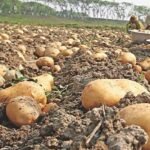 WhatsApp Image 2025-05-08 at 10.42.26 AM