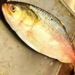 WhatsApp Image 2025-05-09 at 11.16.18 AM