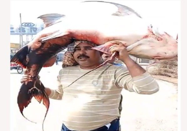 WhatsApp Image 2025-05-19 at 2.09.09 PM