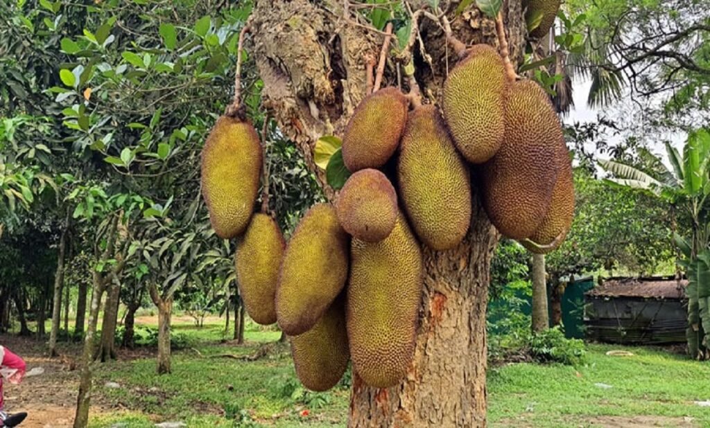 WhatsApp Image 2025-06-26 at 1.24.21 PM