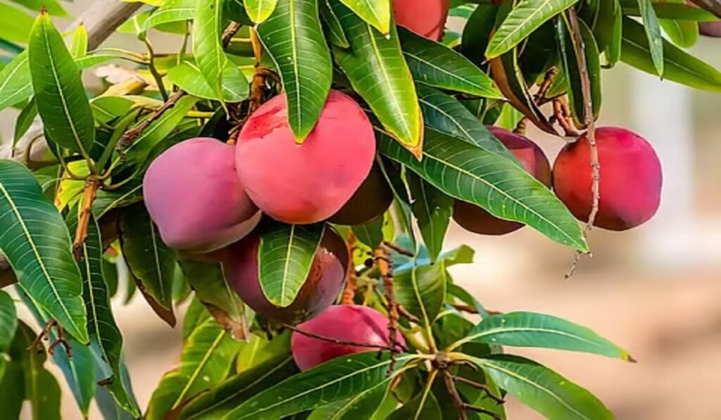 WhatsApp Image 2025-07-03 at 12.05.43 PM