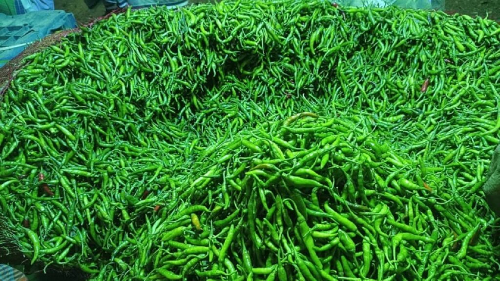 WhatsApp Image 2025-07-11 at 3.56.48 PM