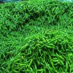 WhatsApp Image 2025-07-11 at 3.56.48 PM