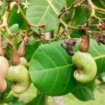 WhatsApp Image 2025-07-15 at 2.29.18 PM