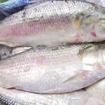 WhatsApp Image 2025-07-21 at 1.38.12 PM