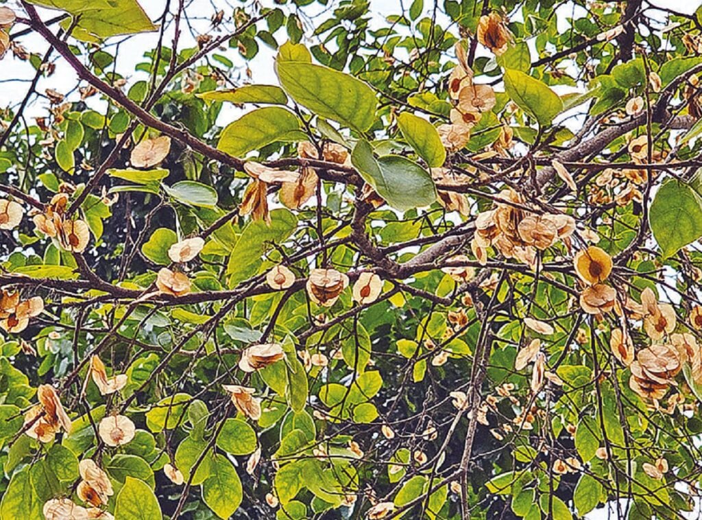 WhatsApp Image 2026-03-25 at 2.40.42 PM