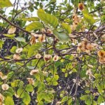 WhatsApp Image 2026-03-25 at 2.40.42 PM